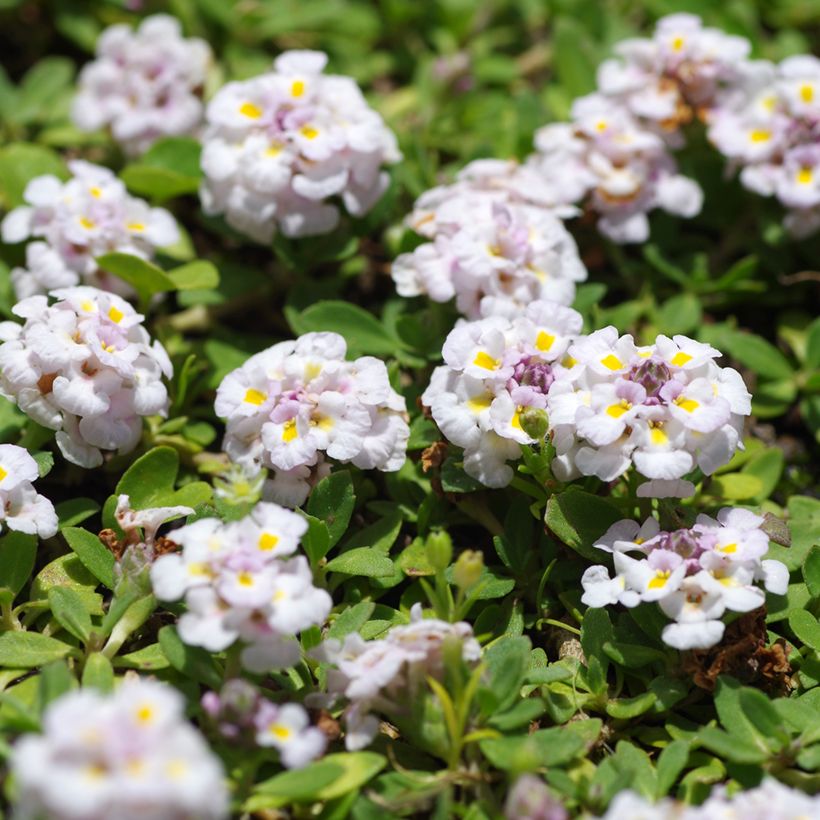 Phyla nodiflora var. canescens (Floración)