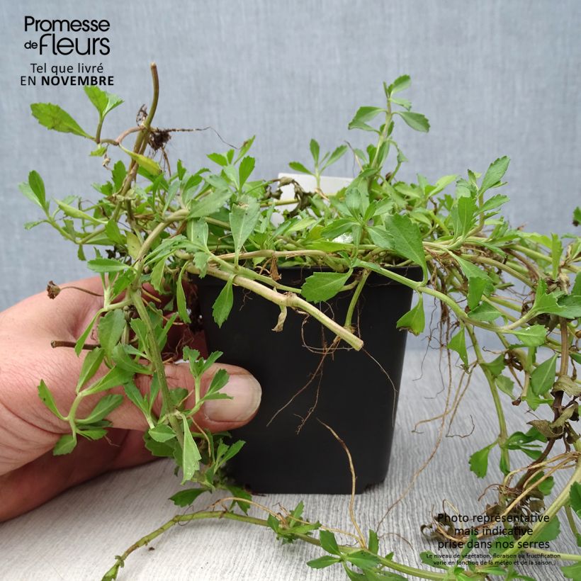 Ejemplar de Phyla ou Lippia nodiflora - Verveine nodulaire Godet de 9cm entregado en otoño