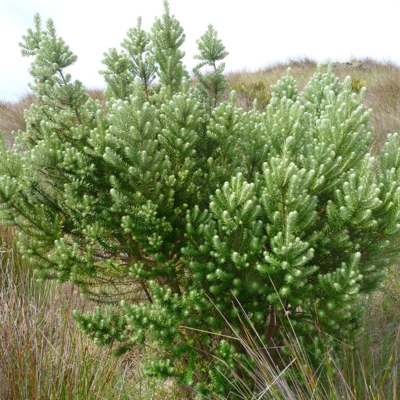 Phylica arborea (Porte)