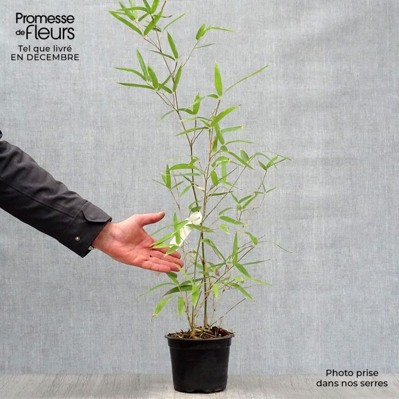 Phyllostachys atrovaginata Green Perfume - Bambou moyen pot 2L/3L 60cm+ Ejemplar entregado en invierno