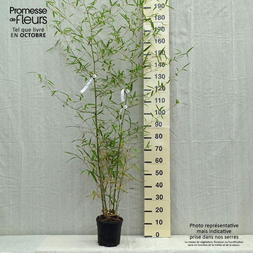 Ejemplar de Phyllostachys atrovaginata Green Perfume - Bambou moyen pot 5L 100/150 entregado en otoño