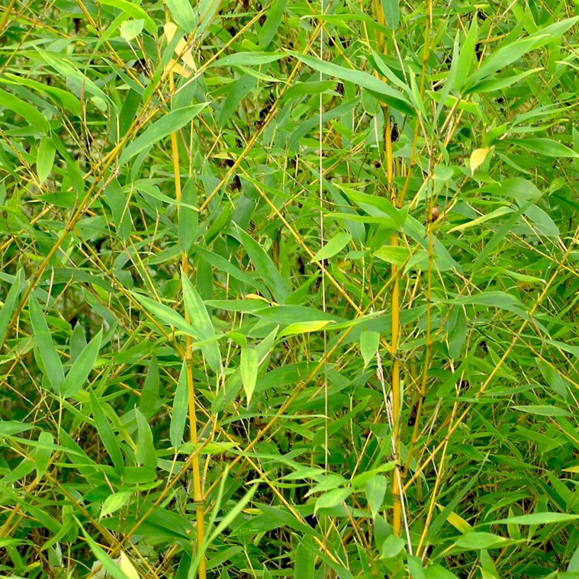 Phyllostachys aurea - Bambú dorado (Follaje)