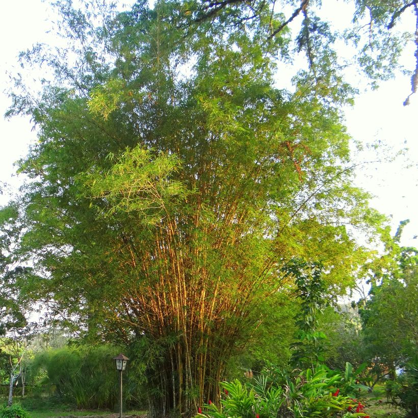 Phyllostachys aurea - Bambú dorado (Porte)