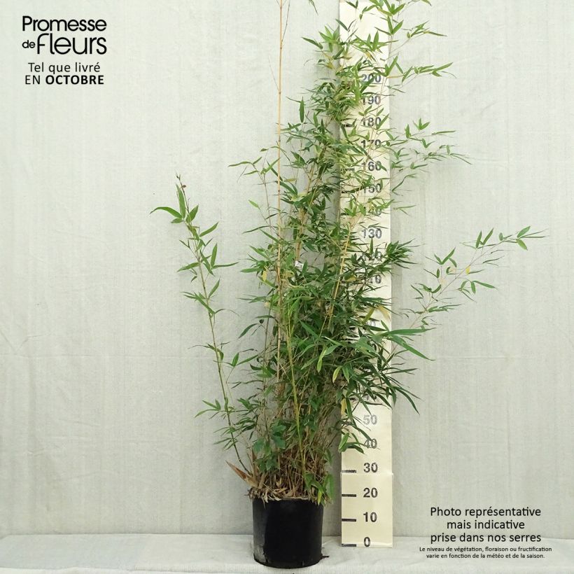 Ejemplar de Phyllostachys aurea Holochrysa - Bambou doré Pot de 12L/15L entregado en otoño