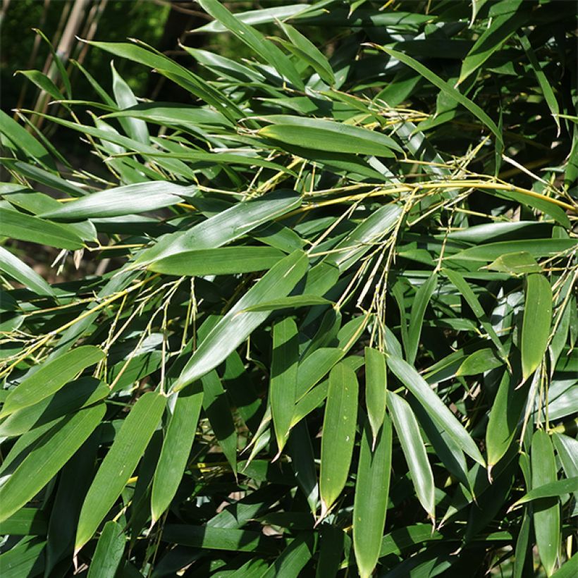 Phyllostachys aureosulcata Alata - Bambú (Follaje)