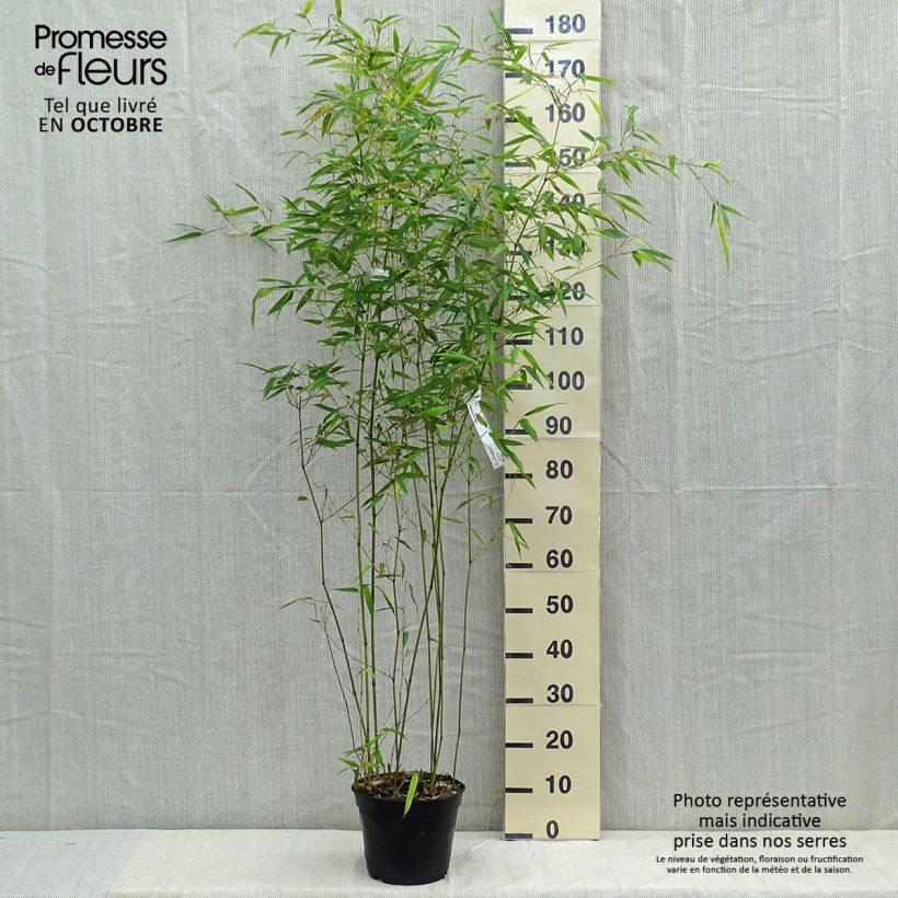 Ejemplar de Phyllostachys aureosulcata Alata - Bambou moyen Pot de 4L/5L entregado en otoño