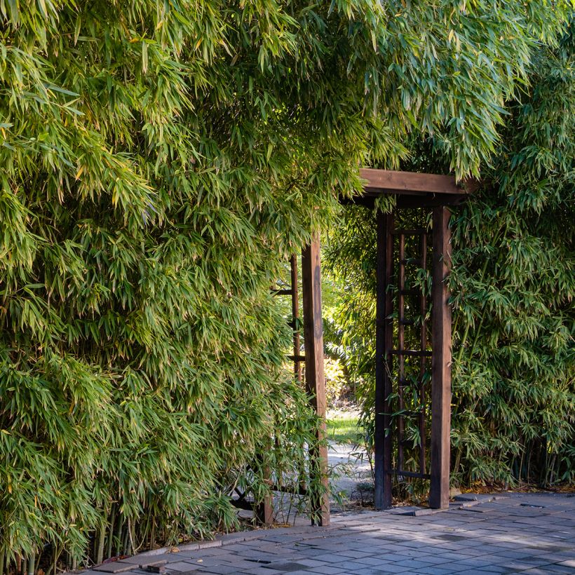 Phyllostachys aureosulcata - Bambú (Porte)