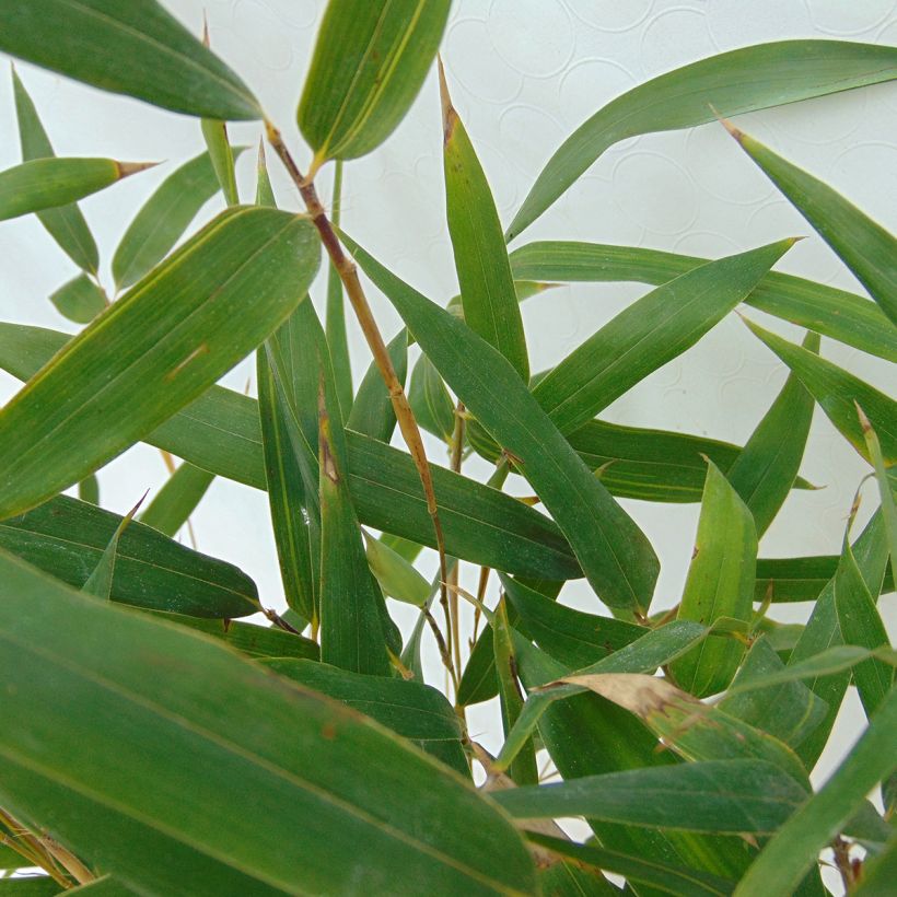 Phyllostachys aureosulcata Spectabilis - Bambú (Follaje)