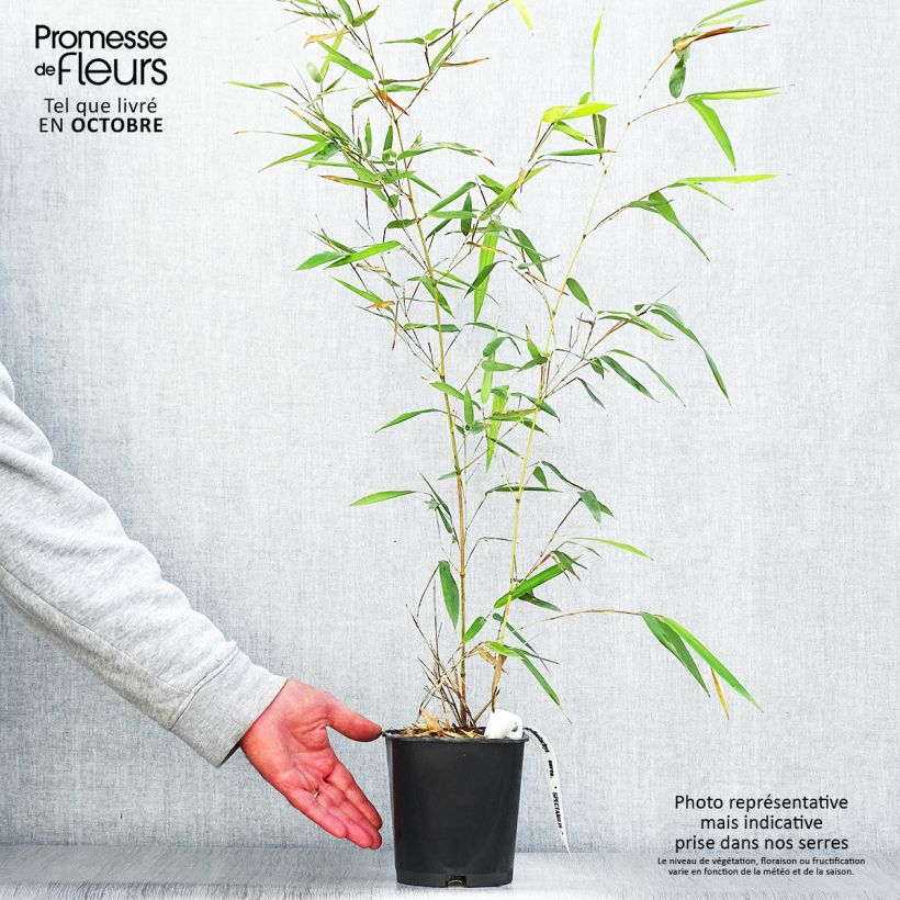 Ejemplar de Phyllostachys aureosulcata Spectabilis pot de 2/3L 60/80 cm entregado en otoño