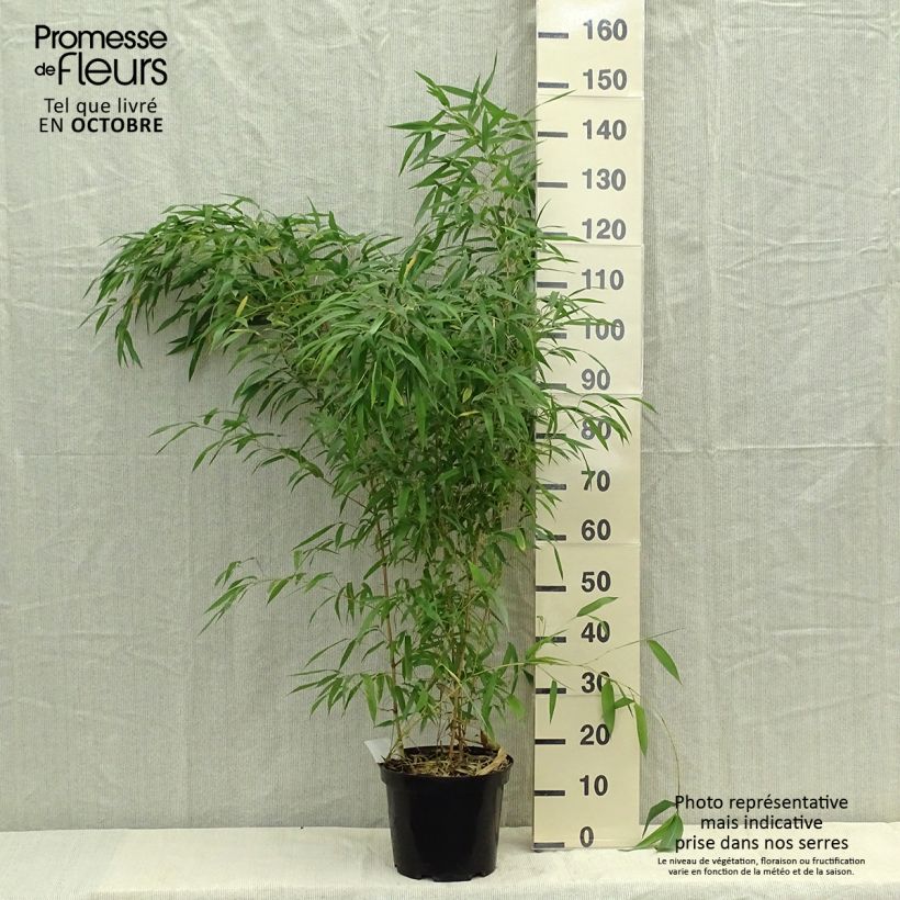 Ejemplar de Phyllostachys aureosulcata Spectabilis pot de 7,5L 100/150 cm entregado en otoño