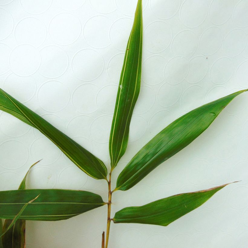 Phyllostachys bambusoides Castillonis - Bambú gigante (Follaje)