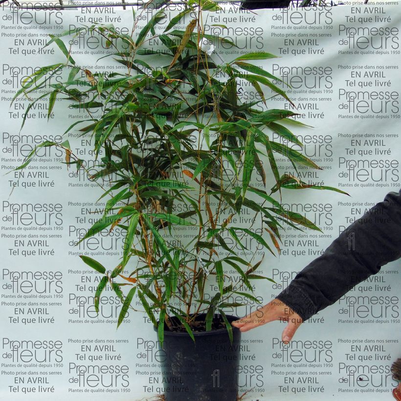 Ejemplo de ejemplar de Phyllostachys bambusoides Castillonis - Bambou géant Pot de 4L/5L tal y como se entrega