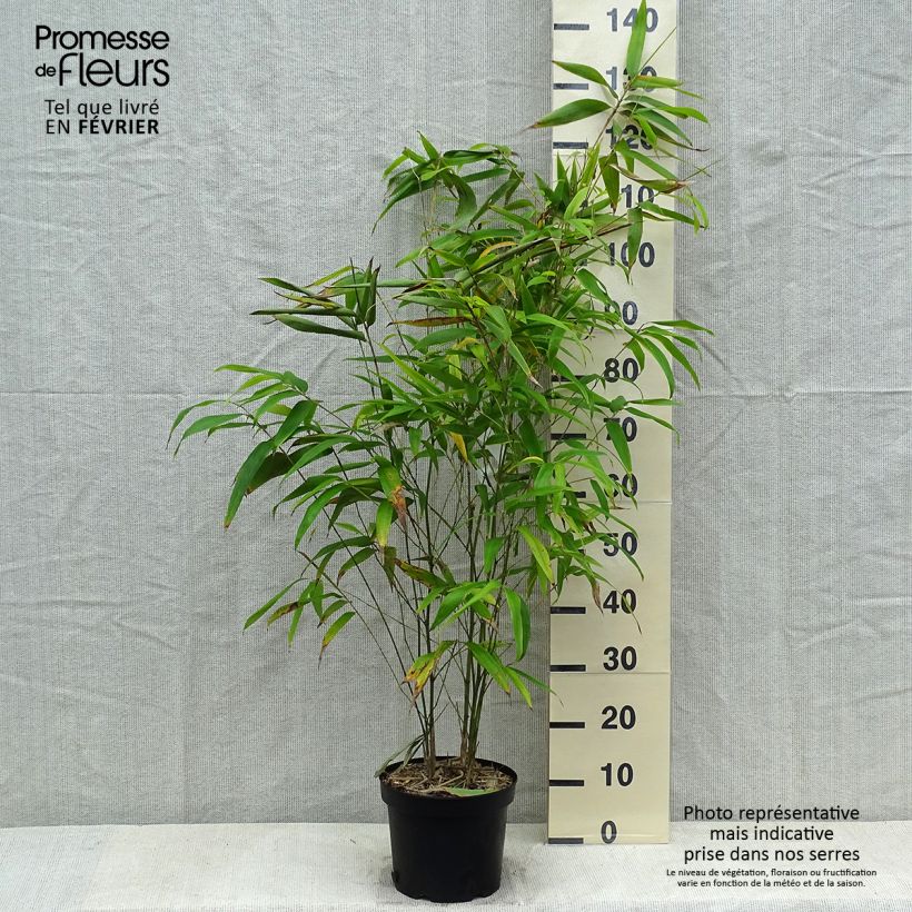 Phyllostachys edulis (= pubescens) - Bambou géant Pot de 4/5L Ejemplar entregado en invierno