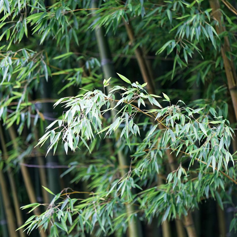 Phyllostachys edulis - Bambú moso (Follaje)