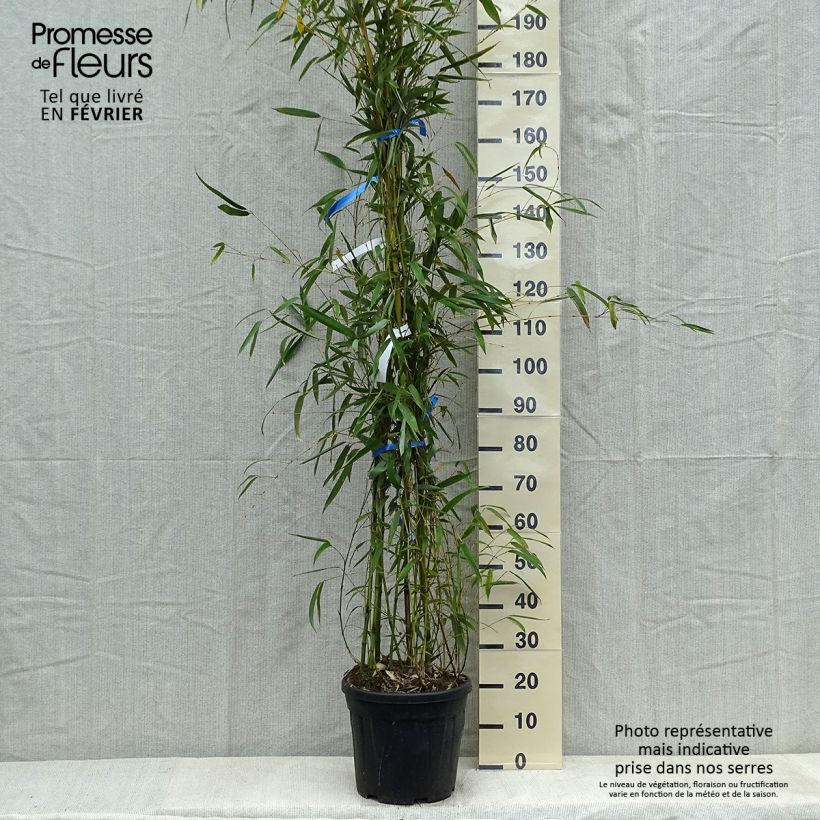 Phyllostachys flexuosa - Bambou moyen Pot de 12/15L Ejemplar entregado en invierno