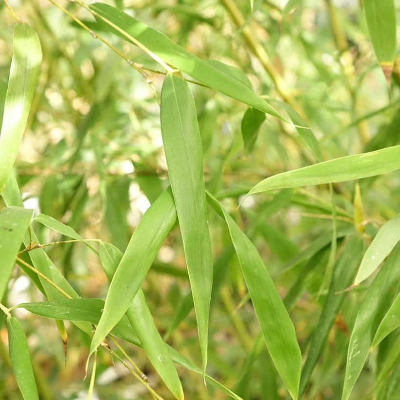 Phyllostachys flexuosa - Bambú (Follaje)