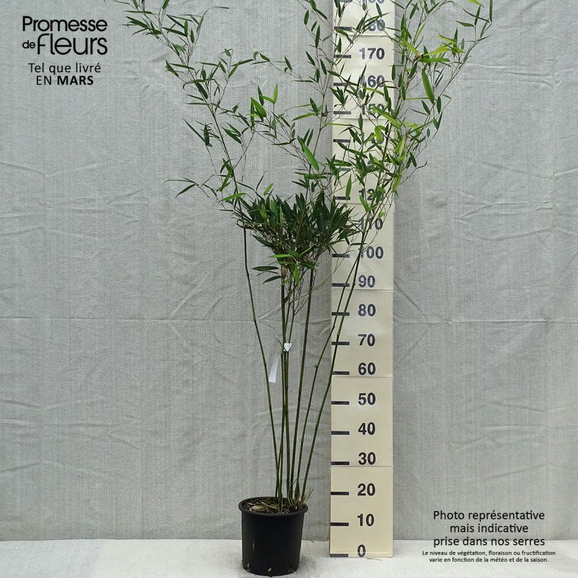 Phyllostachys heteroclada - Bambú Maceta 4L/5LAltura de entrega aprox. 100/150cm Ejemplar entregado en la primavera