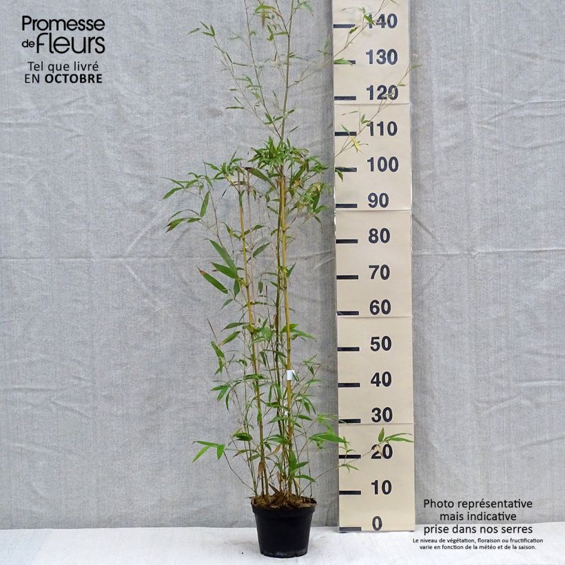 Ejemplar de Phyllostachys humilis - Bambou moyen pot 2L entregado en otoño