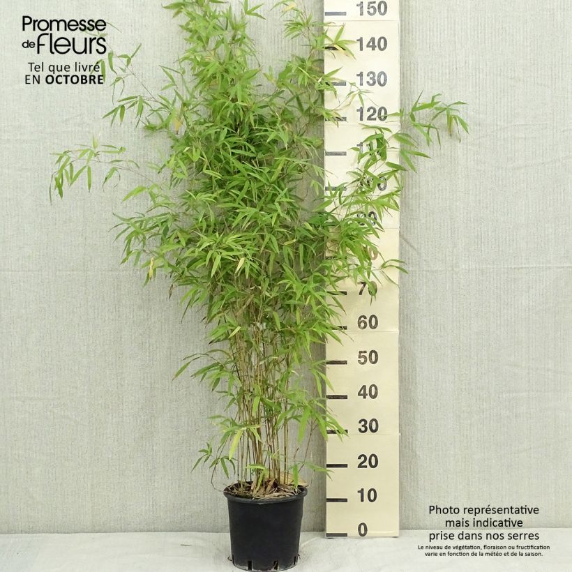 Ejemplar de Phyllostachys humilis - Bambou moyen pot 5L 100/150 cm entregado en otoño