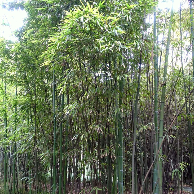 Phyllostachys iridescens - Bambú (Follaje)