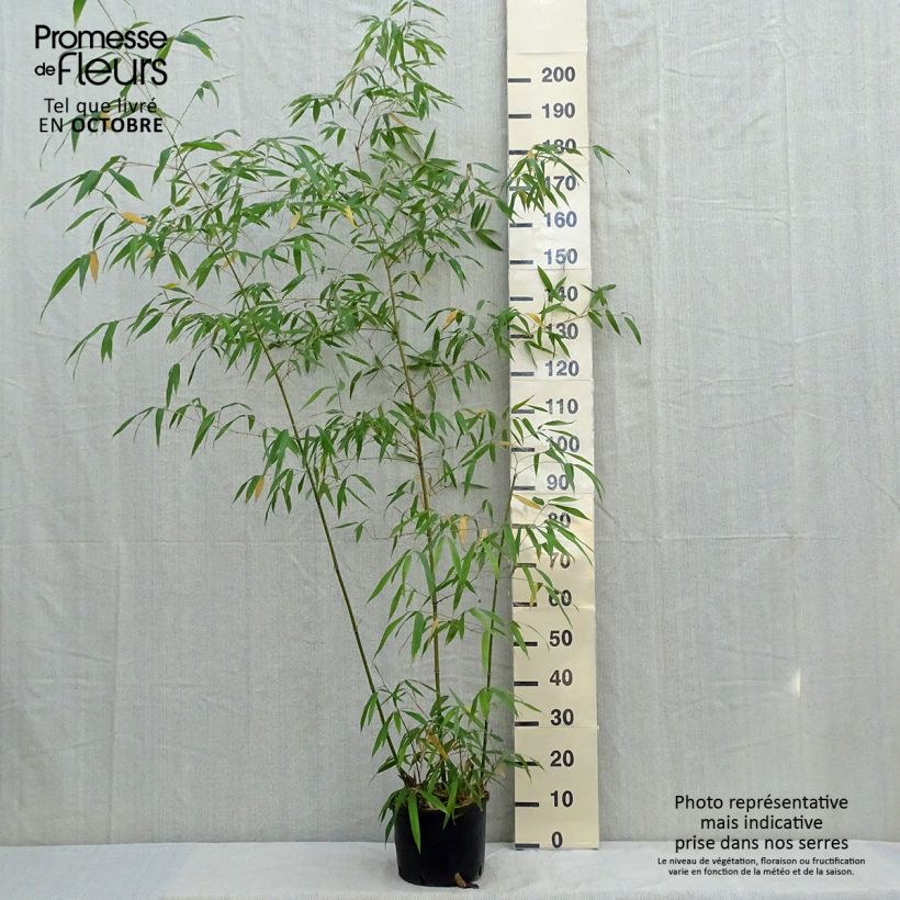 Ejemplar de Phyllostachys iridescens - Bambou géant Pot de 4L/5L entregado en otoño