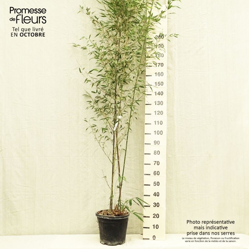 Ejemplar de Phyllostachys nigra Boryana - Bambou géant pot 15L 150/200 cm entregado en otoño