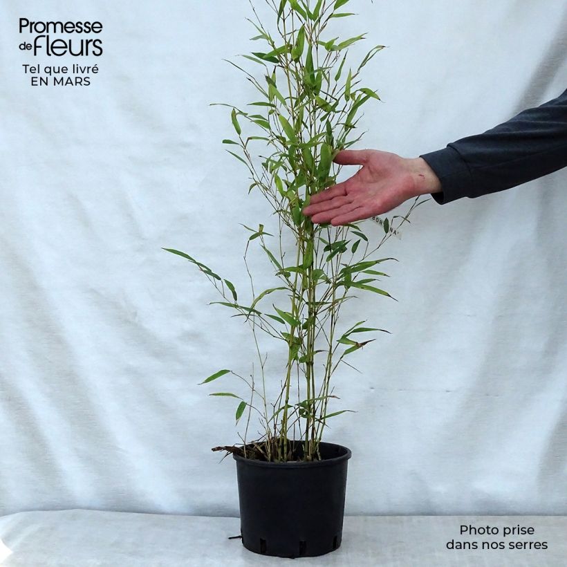 Phyllostachys nigra Boryana - Bambú negro Maceta 4L/5LAltura de entrega aprox. 40/50cm Ejemplar entregado en la primavera