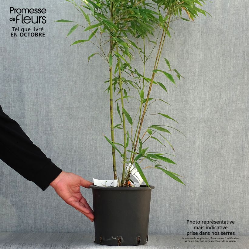 Ejemplar de Phyllostachys nigra Boryana - Bambou géant pot 5L 60/80 cm entregado en otoño