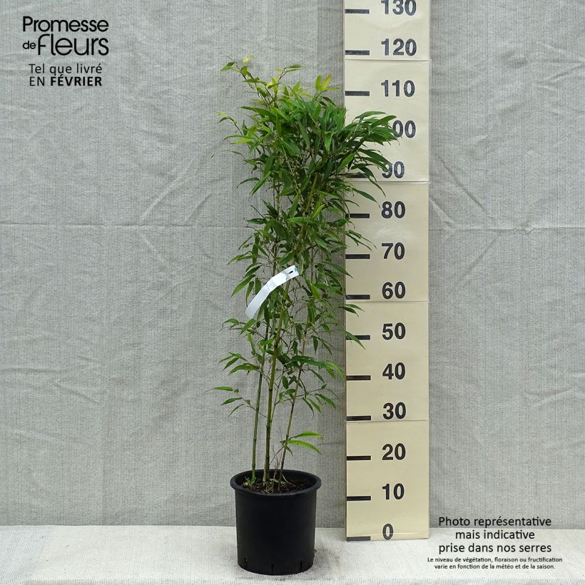 Phyllostachys nigra Boryana - Bambou géant pot 5L 60/80 cm Ejemplar entregado en invierno