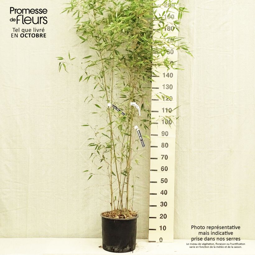 Ejemplar de Phyllostachys nigra Henonis - Bambú negro entregado en otoño