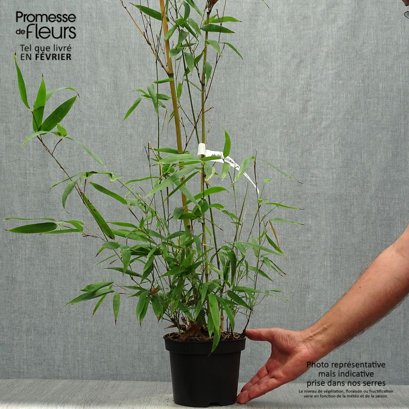 Ejemplar de Phyllostachys nigra Henonis - Bambú negro entregado en otoño