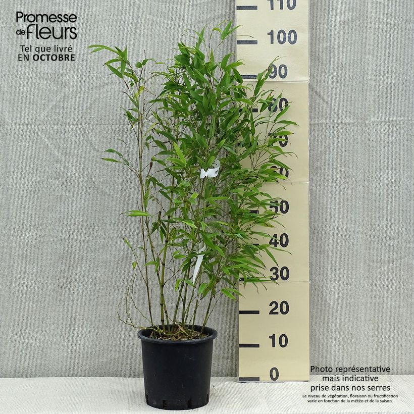 Ejemplar de Phyllostachys nigra Henonis - Bambú negro entregado en otoño