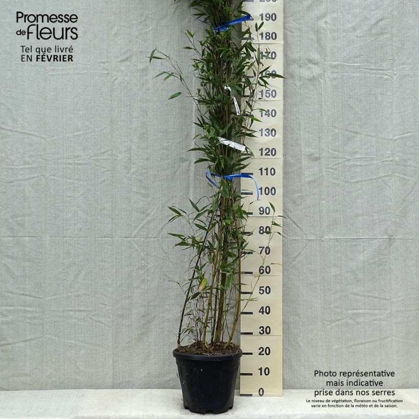 Phyllostachys nigra Megurochiku - Bambou géant Pot de 12/15L Ejemplar entregado en invierno