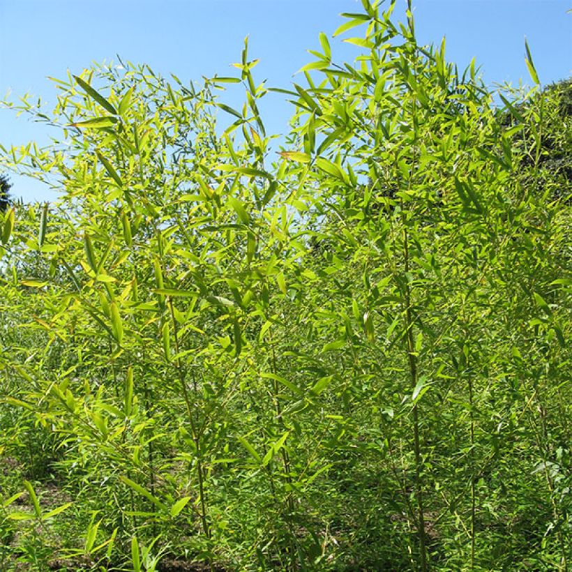 Phyllostachys nigra Henonis - Bambú negro (Porte)