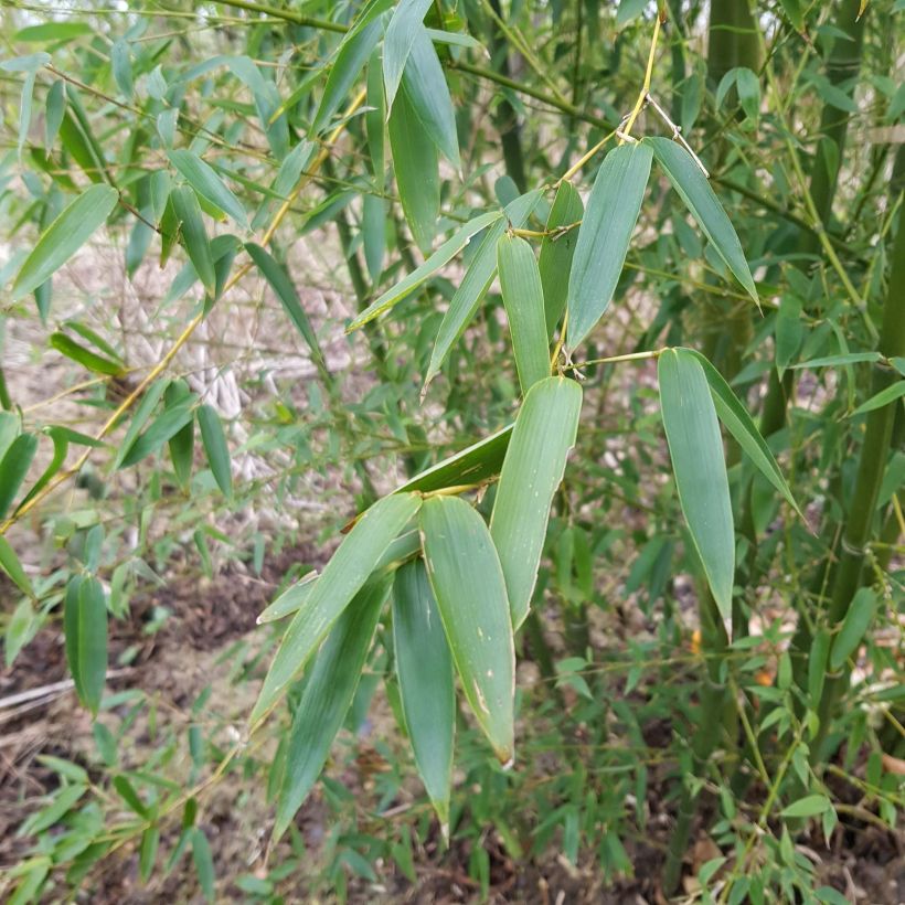 Phyllostachys parviflora - Bambú (Follaje)