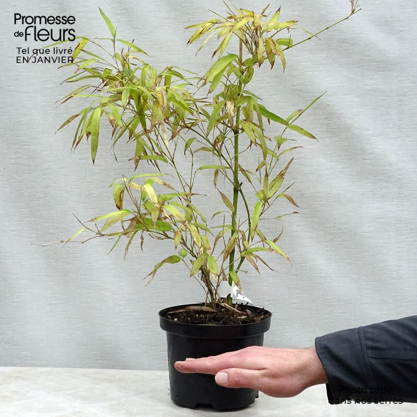 Phyllostachys parviflora - Bambú Maceta 4L/5LAltura de entrega aprox. 80/100cm Ejemplar entregado en invierno