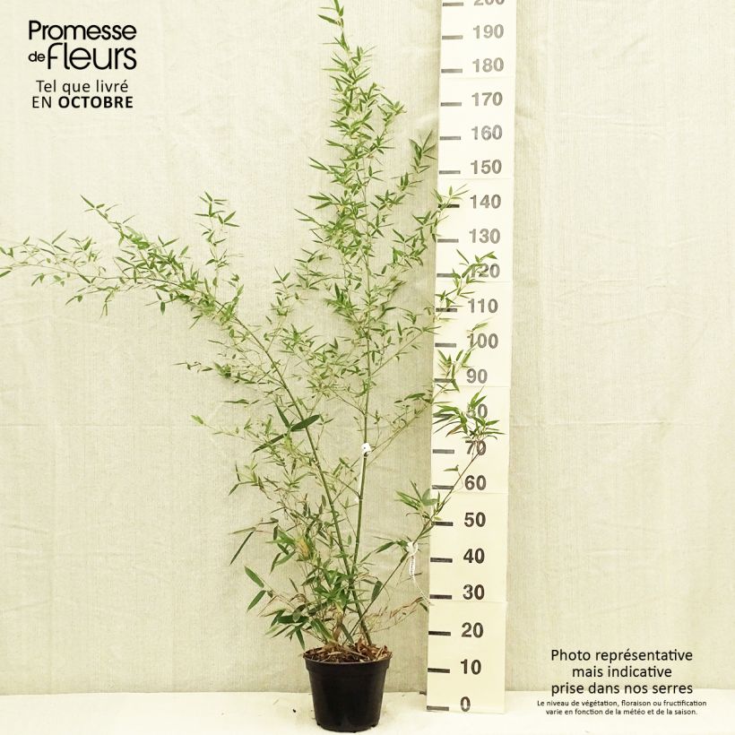 Ejemplar de Phyllostachys parvifolia - Bambou géant Pot de 5L entregado en otoño