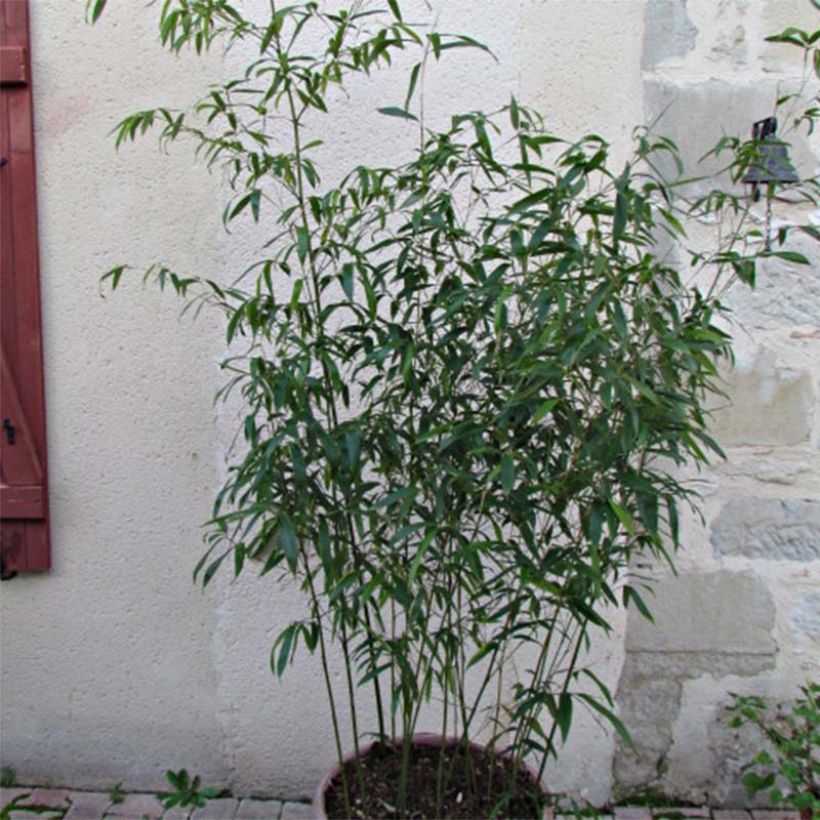 Phyllostachys rubromarginata - Bambú (Follaje)