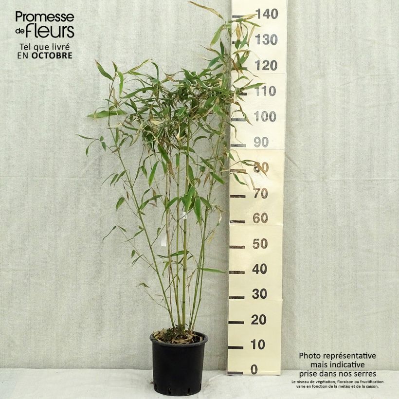 Ejemplar de Phyllostachys rubromarginata - Bambou moyen Pot de 5L entregado en otoño