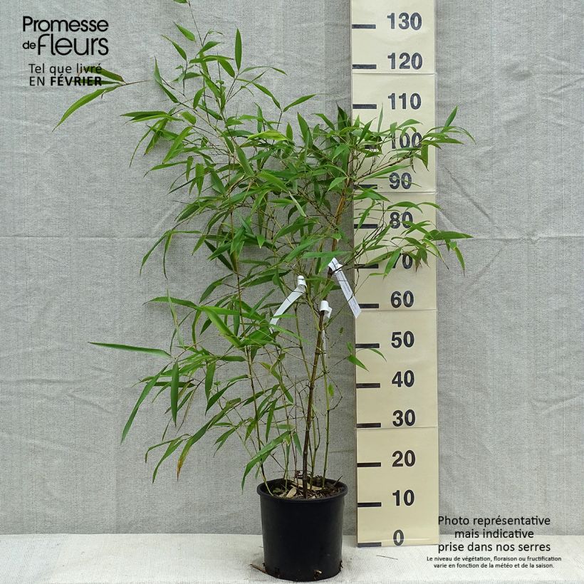 Phyllostachys viridiglaucescens - Bambou géant Pot de 4L/5L Ejemplar entregado en invierno