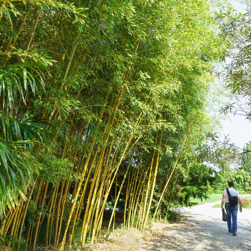 Phyllostachys viridiglaucescens - Bambú (Porte)