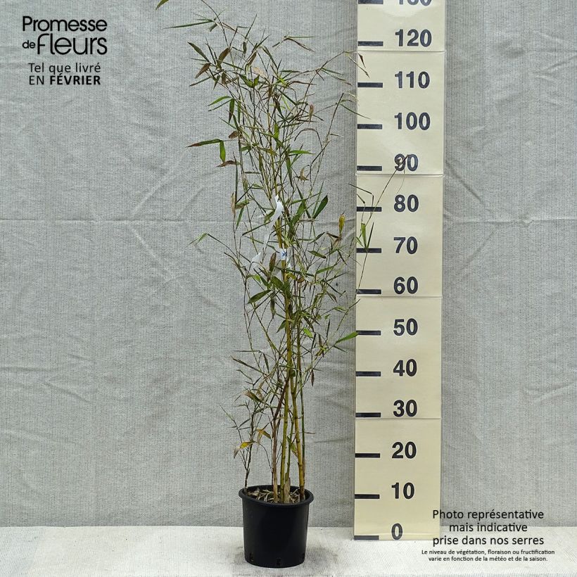 Phyllostachys viridis Sulphurea - Bambou en pot de 2L/3L Ejemplar entregado en invierno