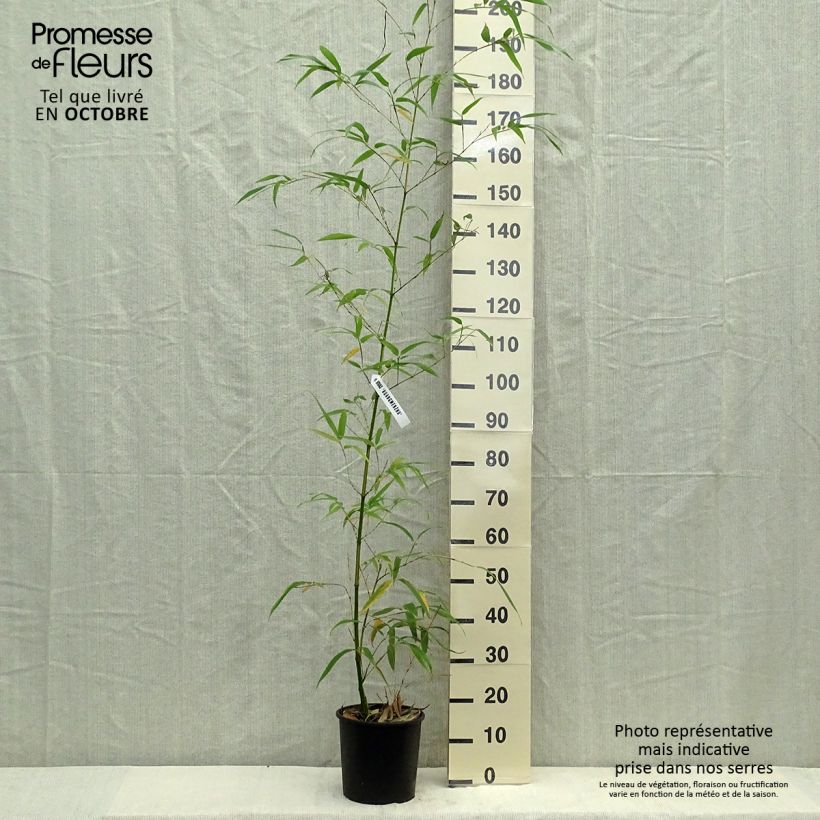 Ejemplar de Phyllostachys vivax Aureocaulis - Bambou géant Pot de 4L/5L entregado en otoño