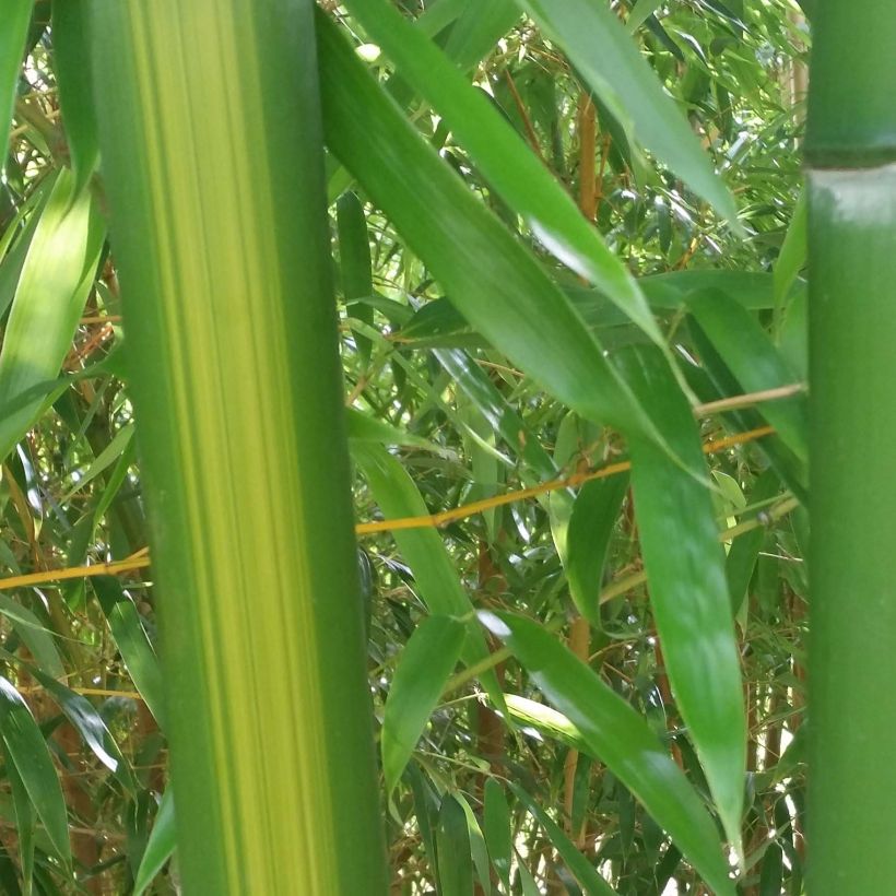 Phyllostachys vivax Huangwenzhu - Bambú (Follaje)