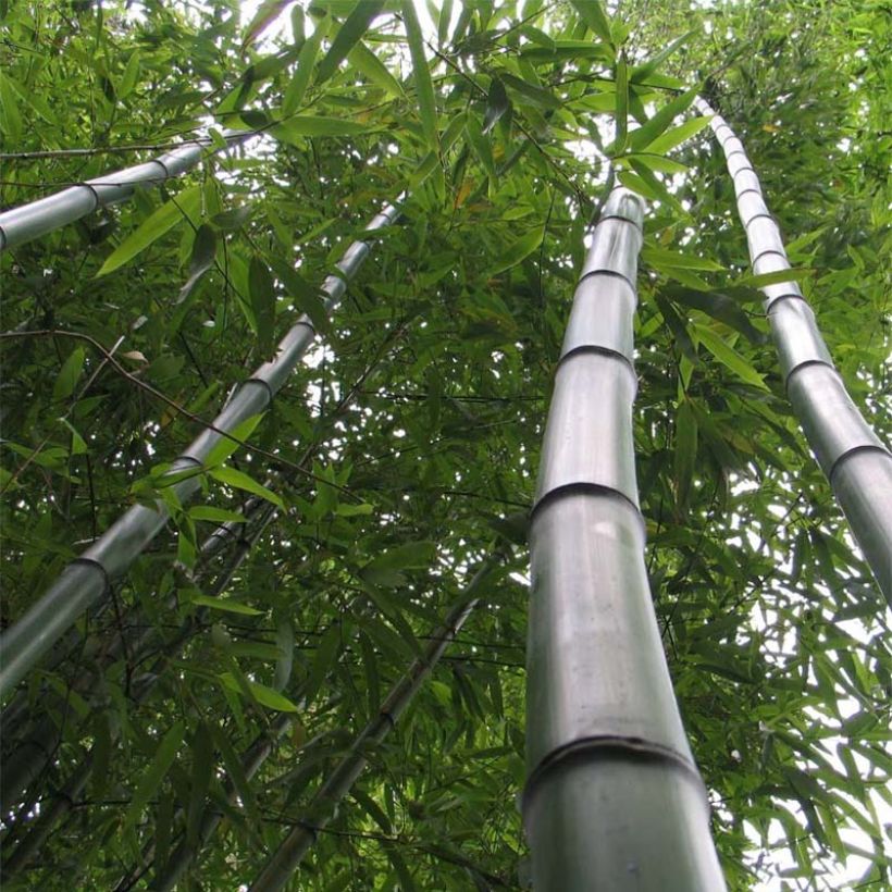 Phyllostachys vivax Huangwenzhu - Bambú (Porte)