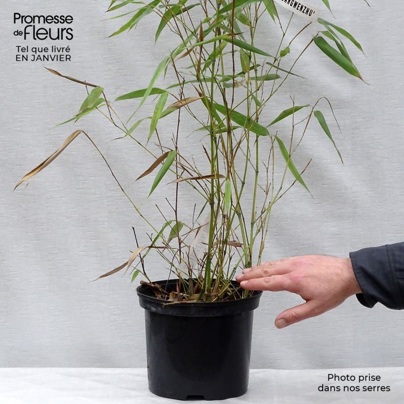 Phyllostachys vivax Huangwenzhu - Bambou géant en pot de 5L  Ejemplar entregado en invierno