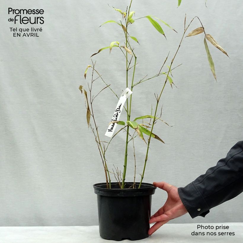 Phyllostachys vivax Huangwenzhu - Bambú Maceta 4L/5LAltura de entrega aprox. 100/150cm Ejemplar entregado en la primavera