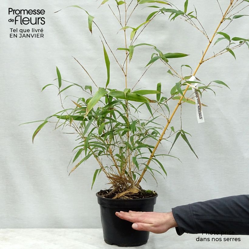 Phyllostachys vivax MacClure (type) - Bambou géant Pot de 15L Ejemplar entregado en invierno