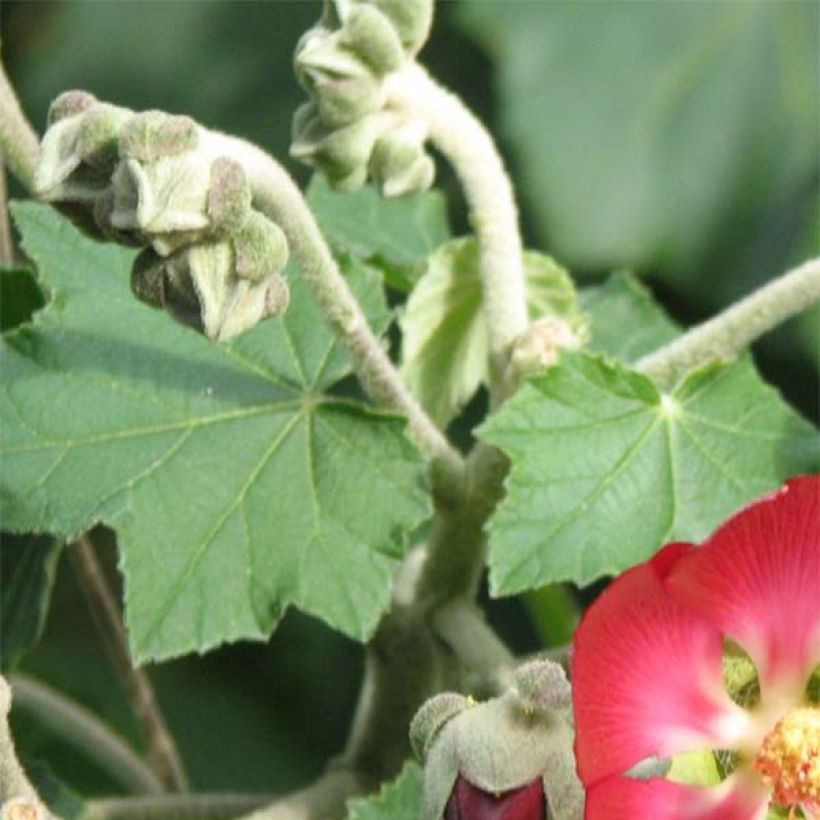 Phymosia umbellata - Fimosia (Follaje)