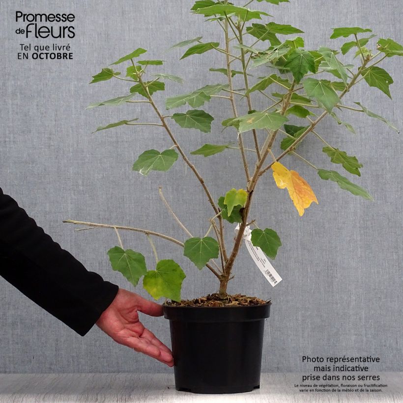 Ejemplar de Phymosia umbellata  Pot de 4L/5L entregado en otoño